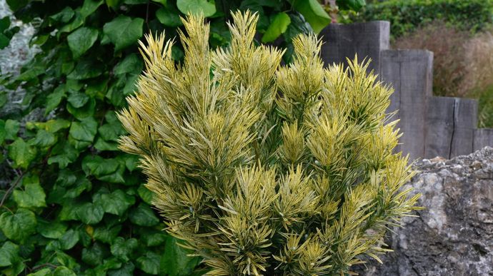 Podocarpus Roman Candle.