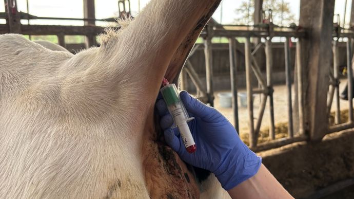 Photo 4 : prise de sang.