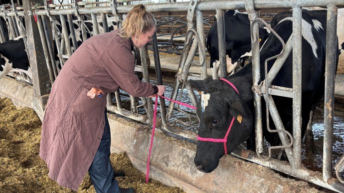 Photo 6 : pose du licol.