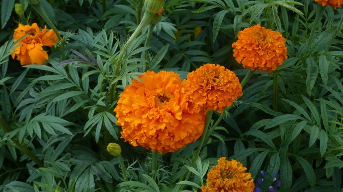 Tagetes erecta 'Kees' Orange.