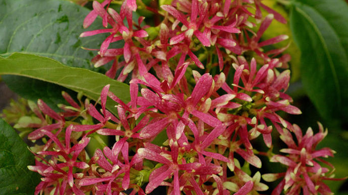 Heptacodium miconioides 'Minhep' Tianshan.