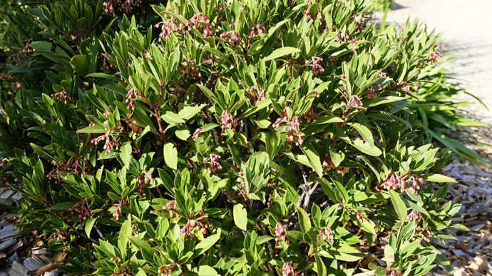 Arbutus unedo 'Bocarm' Mercurius.