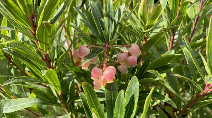 Arbutus unedo 'Bocarm' Mercurius.