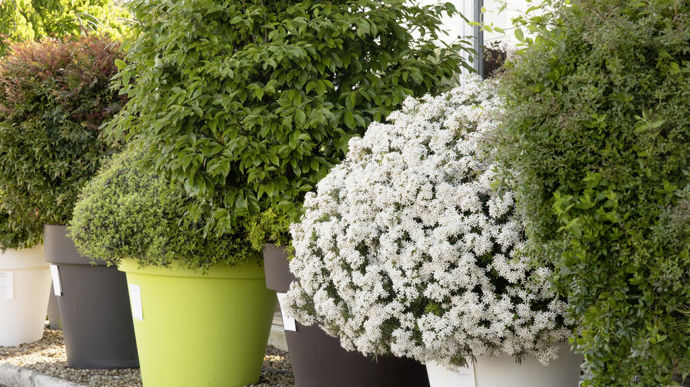 Choisya 'Londaz' White Dazzler.