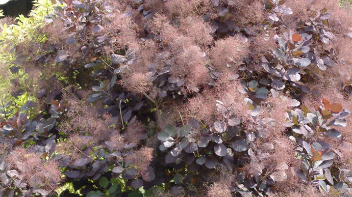 Cotinus coggygria 'Royal Purple'.