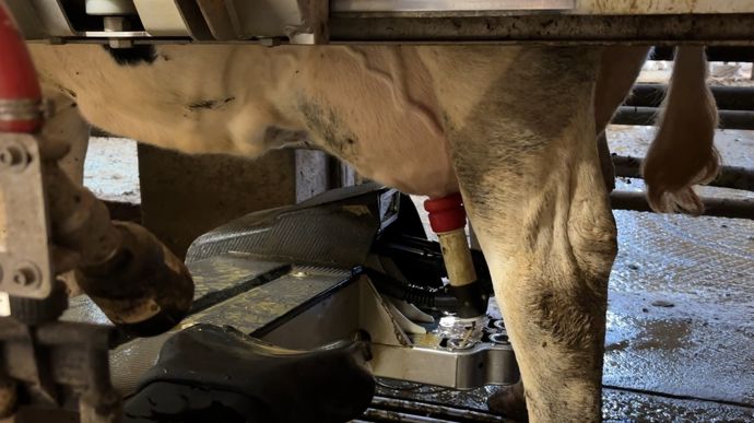 Les vaches sont complémentées au robot selon leur production, et la ration à l'auge sert de support pour la complémentation de base toute l'année. Le niveau de concentré dans la ration de base est ajusté selon la pousse de l'herbe.
