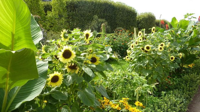 Helianthus annuus 'Valentine', de Benary, grand tournesol, coup de cœur du Jardin des Plantes pour sa fleur jaune pâle au cœur noir.
