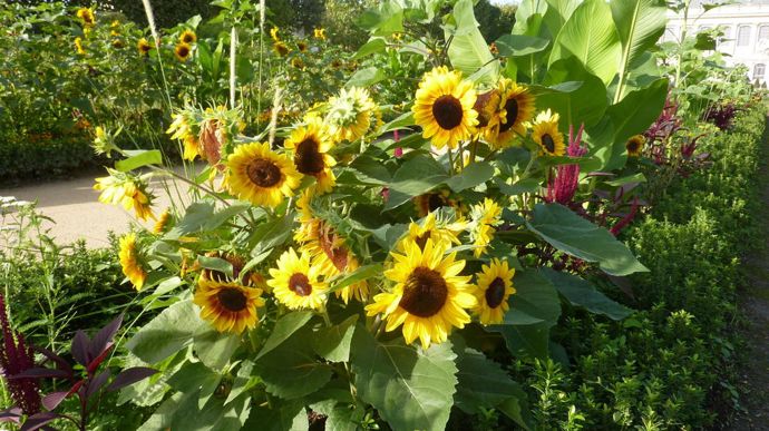 Helianthus annuus 'Dwarf Mahogany’ Bicolor, de taille moyenne.