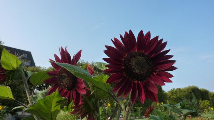 Helianthus annus 'Moulin Rouge', d’Econseeds, grand tournesol à la fleur pourpre bien dressée.
