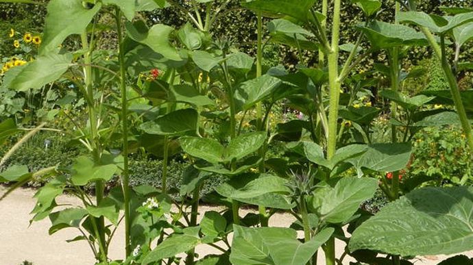 Helianthus annuus 'Soraya', de Benary, très grand tournesol, magnifique bicolore à l'excellente tenue érigée.