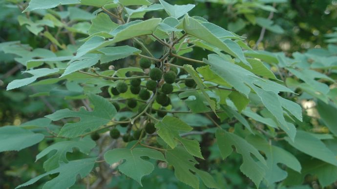 Photo 2 - Mûrier à papier - Broussonetia papyrifera