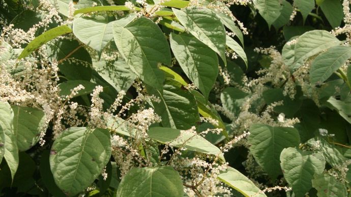 Photo 3 - La renouée du Japon - Reynoutria japonica