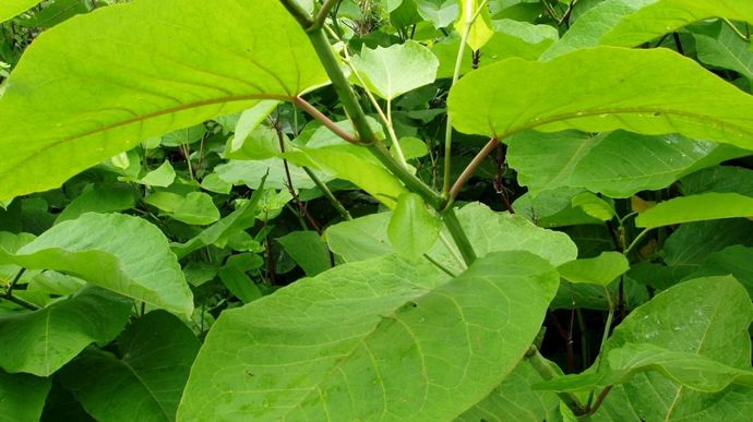 Photo 5 - La renouée de Sakhaline - Reynoutria sachalinensis