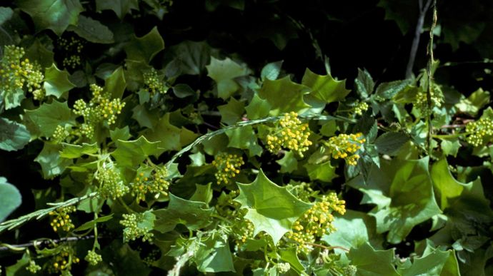 Photo 6 - Séneçon grimpant - Delairea odorata