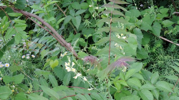 Photo 9 - L’ailante glanduleux Ailanthus altissima est entré dans la liste des espèces exotiques envahissantes préoccupantes pour l'UE avec le règlement (UE) 2019/1262 du 25 juillet 2019