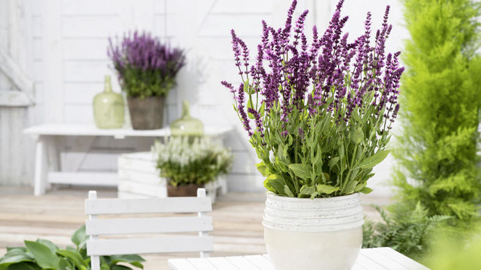 La sauge, choisie "Fleur de l’année" par Fleuroselect en 2023, a fait l’objet de présentations variétales dans des jardins en Europe et d’une campagne de promotion.