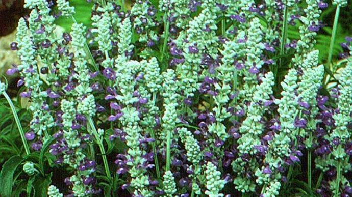 "Salvia farinacea" 'Strata' de Floranova, préférée par le public, parce que bicolore, à port compact et bonne attractivité pour les abeilles.