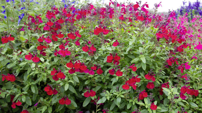 "Salvia greggii" Mirage™ Cherry Red (Florensis), élue AGM 2023.