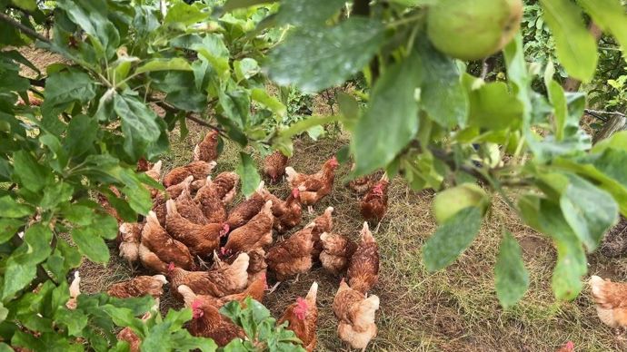 Les poules picorent sous les pommiers sur l'exploitation. Une diversification, clé d'une résilience pour l'agriculteur.
