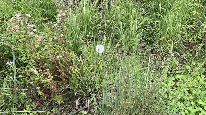 L’ensemble de la végétation a été choisi en fonction du climat local. Près de la pièce d’eau, des plantes semi-aquatiques donnent de la luxuriance. Pour informer les promeneurs, le nom des espèces est indiqué.