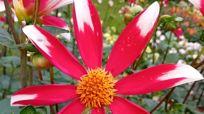 Dahlia x ‘Windmill’ : 2e prix du public, gros plan sur un grand dahlia proposé par Verver export.