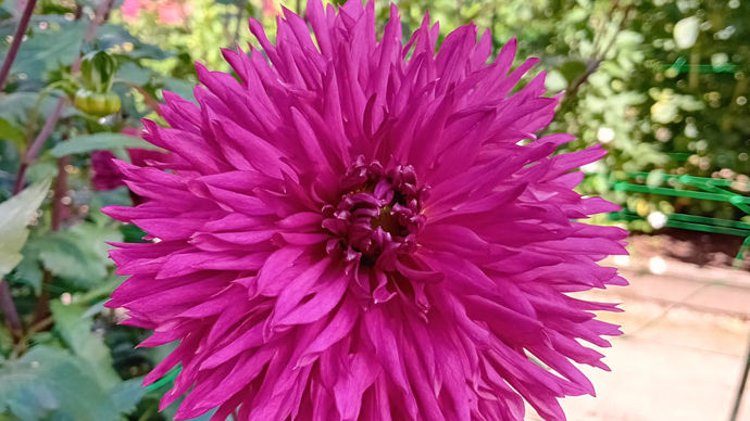 Dahlia x ‘Murasaki-no-Kiri’ : prix des enfants, dahlia japonais type cactus lacinié, créé par Seishu Miyabuchi (amateur japonais).
