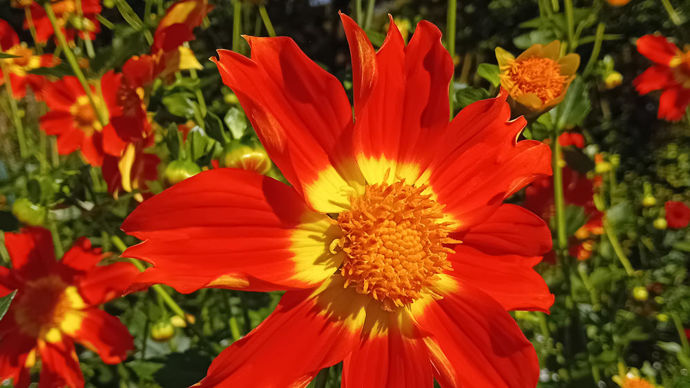 Dahlia x ‘Caligula’ : prix des journalistes, fourni par Verver export, aux pétales frangés uniques.