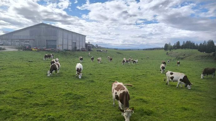 Durant l’hiver, trois fois par semaine, les laitières sortent sur 50 à 100 ares de prairie adjacente au bâtiment durant. Quand le sol est bien portant et le soleil au rendez-vous, leur parcours est étendu à plusieurs hectares le matin.
