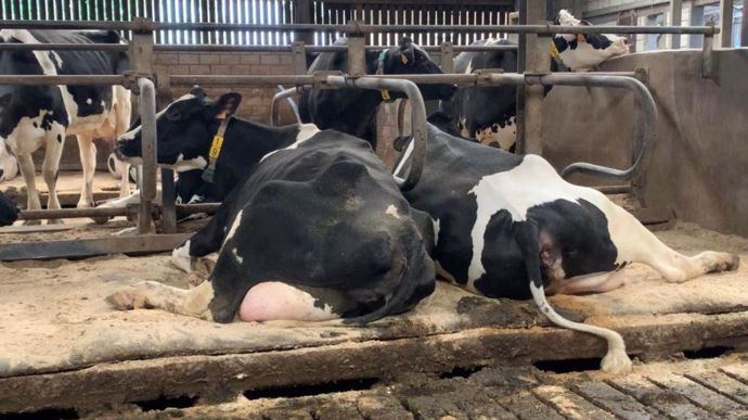 Sur la Ferme Vandecandelaere, les éleveurs optimisent leur système pour avoir des vaches à 10 000 kg par an.