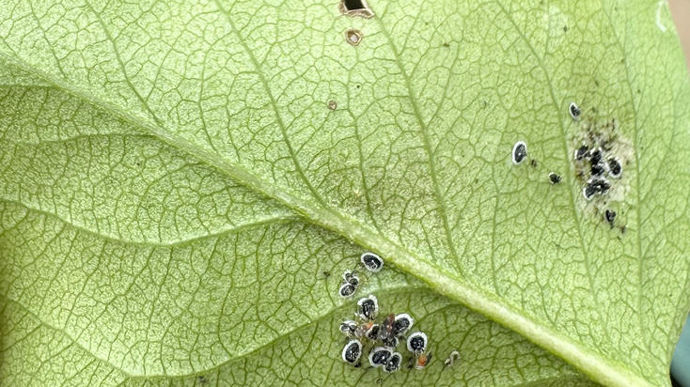 Aleurocanthus spiniferus.