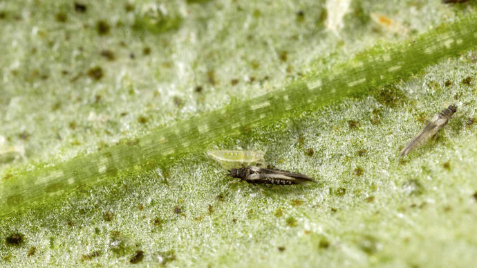 Echinothrips americanus (adultes et larve).