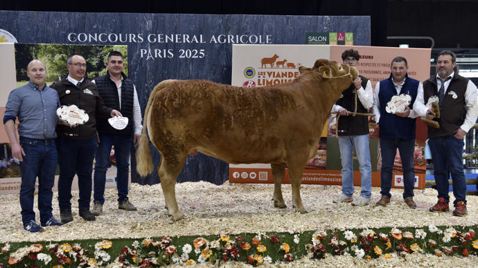 Paola du Gaec Leyris-Flores (Corrèze) finit deuxième, vendue à 10 000 €, notamment pour la puissance de ses muscles au niveau des morceaux nobles.