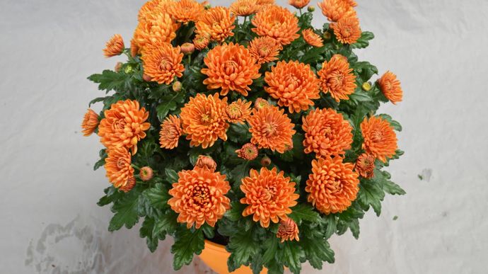 Chrysanthemum MiniDeco® Miel, dans les chrysanthèmes à fleurs évoquant un dahlia.