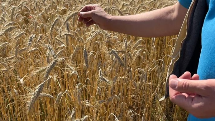 Le triticale est plus difficile à battre que du blé, avec des grains bien accrochés aux épis