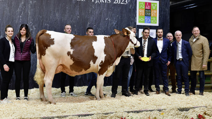 - La championne jeune montbéliarde, élevée dans le Territoire de Belfort et nommée Pervenche, a tout pour elle. De la puissance dans son avant-main, une excellente ligne de dos, une bonne couverture musculaire et une mamelle bien ancrée.