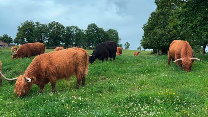 D'après l'éleveur, les vaches sont relativement calmes. Des rapports de dominance existent toutefois entre elles du fait des cornes.