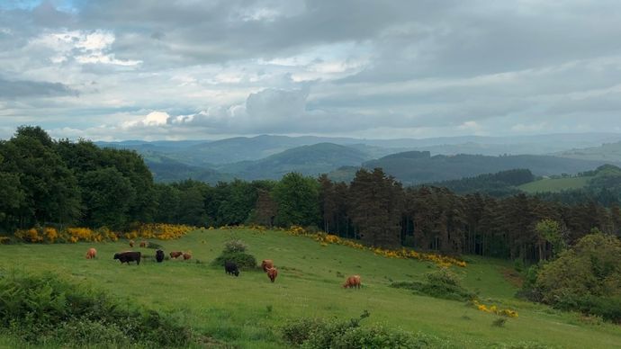 Pour s'installer, l'agriculteur a défriché des parcelles délaissées de son secteur.