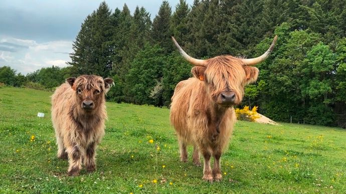 La race est particulièrement tardive, chez Emeric, les vaches font leur premier veau à quatre ans.