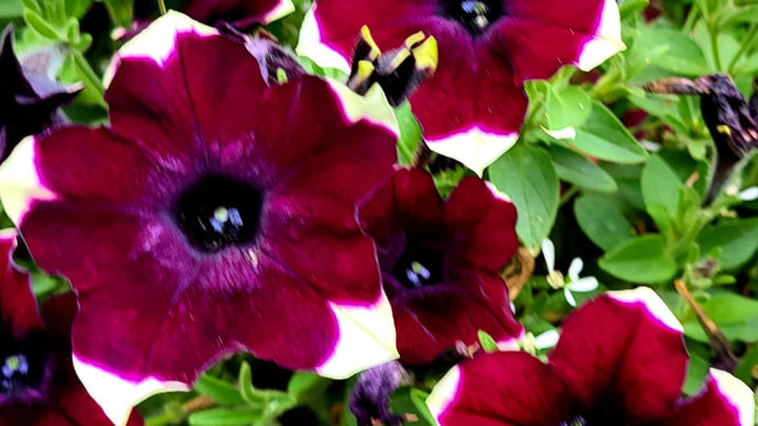 Petunia ‘Mars Changeant’, hyper retombant, très solide.