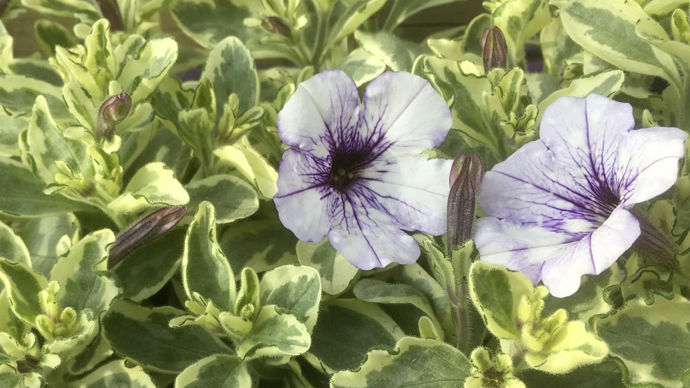Pétunia panaché, une belle mutation naturelle. Il n’a pas pu être conservé.
