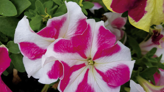 Beau pétunia bicolore, à beau motif rose sur fond blanc, perdu un hiver.
