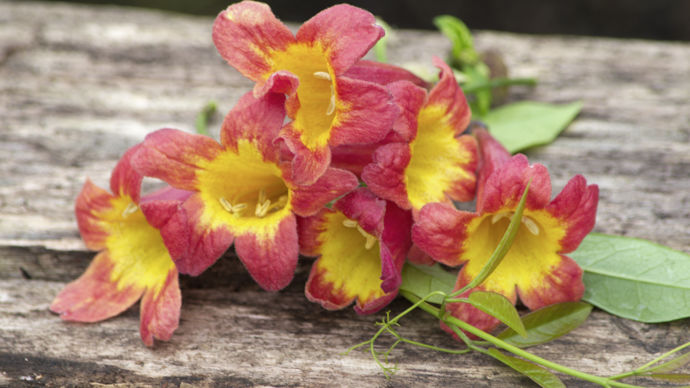 Bignonia capreolata Tangerine Beauty