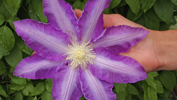 Clematis Giga®Violine ‘Trajem’
