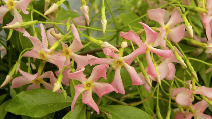 Trachelospermum Pink Showers®