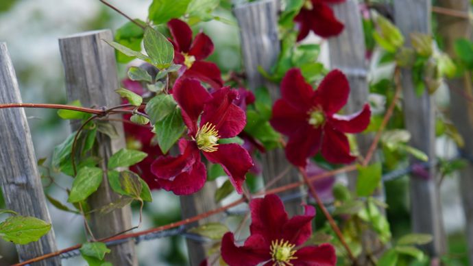 Clematis Burning Love