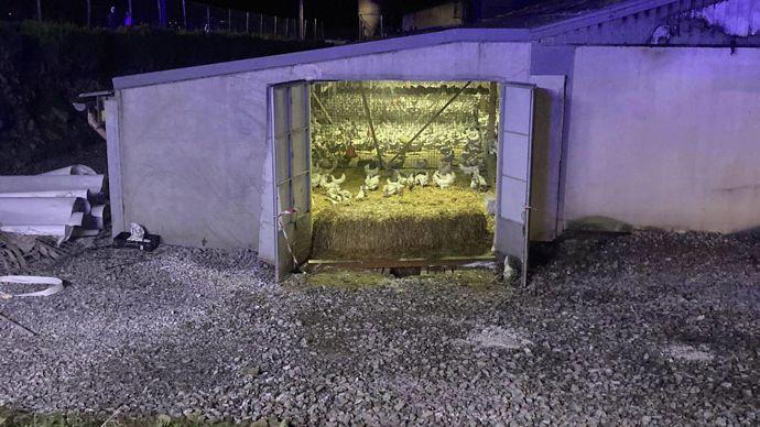  - Sur les 35 000 poules pondeuses prises au piège, 5 000 d'entre elles ont pu être sauvées.
