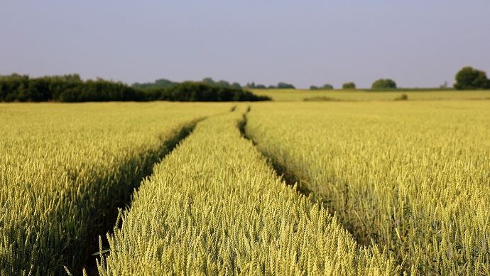 Champ de blé