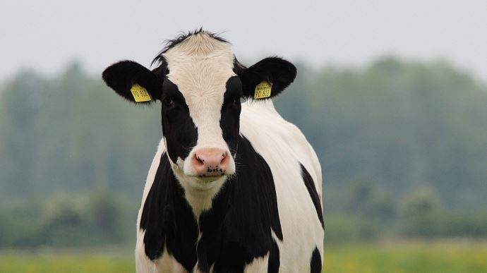 Prim'holstein, vache laitière