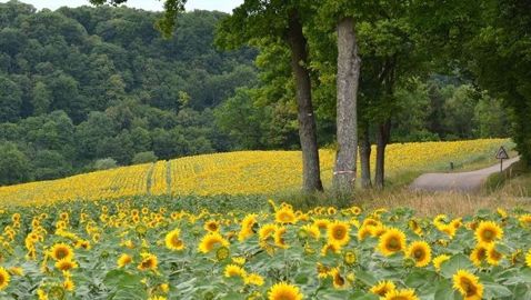 Les marges brutes indicatives calculées par Terres Inovia montrent que le tournesol permet de valoriser tous les types de sol.