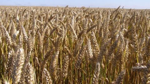 L'USDA a estimé que les agriculteurs avaient semé 30,8 millions d'acre de blé d'hiver, contre 31,2 millions l'an dernier. L'USDA a estimé que les agriculteurs avaient semé 30,8 millions d'acre de blé d'hiver, contre 31,2 millions l'an dernier.